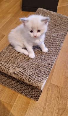 Ragdoll Kitten mit Stammbaum- liebevoll aufgezogen