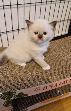 Ragdoll Kitten mit Stammbaum- liebevoll aufgezogen