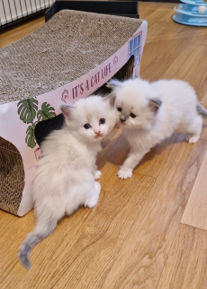 Ragdoll Kitten mit Stammbaum- liebevoll aufgezogen