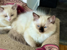 Reinrassige Ragdoll Herrchen 