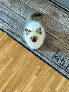 Reinrassige Ragdoll Herrchen 