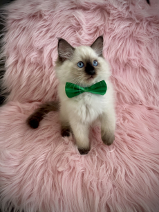 Reinrassige Ragdoll Herrchen 