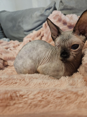sphynx katze 1 jahr 6 monate
