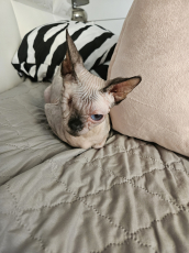 sphynx katze 1 jahr 6 monate