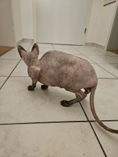 sphynx katze 1 jahr 6 monate