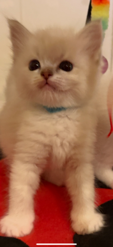 Ragdoll Babys