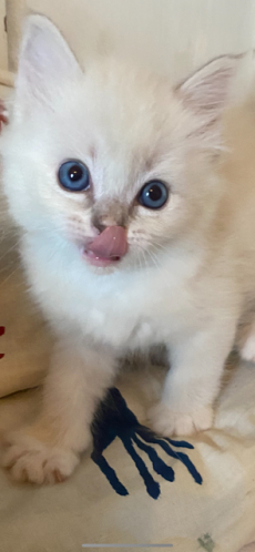 Ragdoll Babys