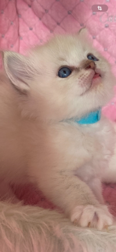 Ragdoll Babys