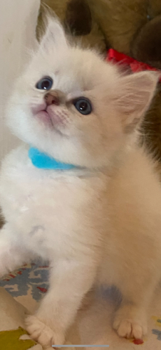 Ragdoll Babys