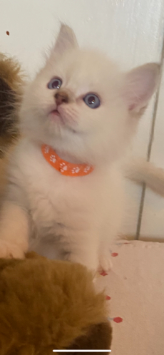 Ragdoll Babys