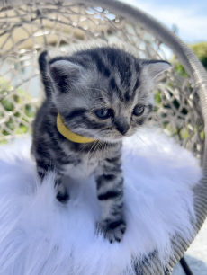 Süsse BKH Kitten Silver Tabby (Whiskas) suchen neues Zuhause