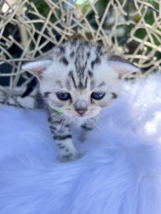 Süsse BKH Kitten Silver Tabby (Whiskas) suchen neues Zuhause