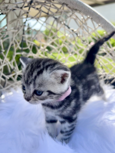 Süsse BKH Kitten Silver Tabby (Whiskas) suchen neues Zuhause