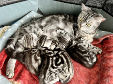 Süsse BKH Kitten Silver Tabby (Whiskas) suchen neues Zuhause