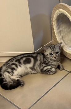 Süsse BKH Kitten Silver Tabby (Whiskas) suchen neues Zuhause