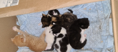 junge Büsi Kitten in div. Farben