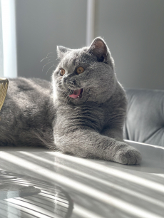 Bkh Reinrassiger Deckkater 