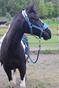 Hol dir dein Pferd aus dem Ausland
