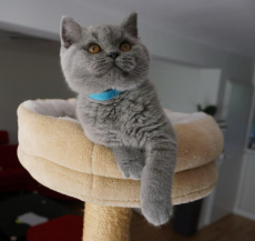 Bkh Kitten reinrassig Blue 
