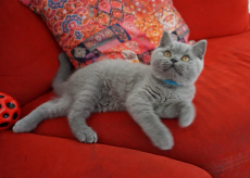 Bkh Kitten reinrassig Blue 