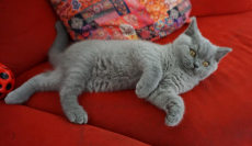 Bkh Kitten reinrassig Blue 