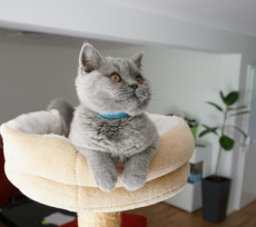 Bkh Kitten reinrassig Blue 