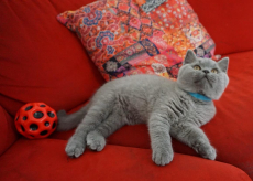 Bkh Kitten reinrassig Blue 