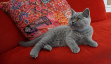 Bkh Kitten reinrassig Blue 