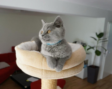 Bkh Kitten reinrassig Blue 