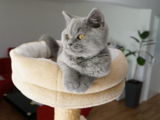 Bkh Kitten reinrassig Blue 