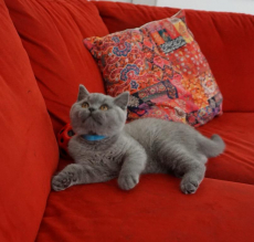 Bkh Kitten reinrassig Blue 