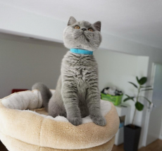 Bkh Kitten reinrassig Blue 
