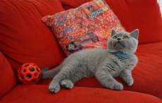 Bkh Kitten reinrassig Blue 