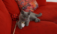 Bkh Kitten reinrassig Blue 