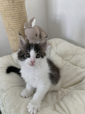 Maine Coon Kätzchen mit Stammbaum aus der Zentralschweiz