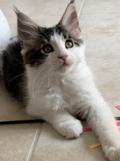 Maine Coon Kätzchen mit Stammbaum aus der Zentralschweiz