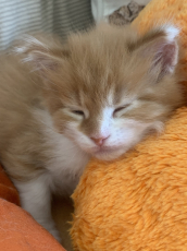 Maine Coon Kätzchen mit Stammbaum aus der Zentralschweiz