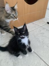 Maine Coon Kätzchen mit Stammbaum aus der Zentralschweiz