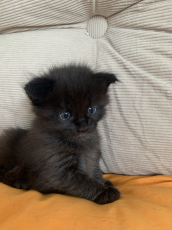Maine Coon Kätzchen mit Stammbaum aus der Zentralschweiz