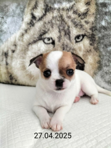 Chihuahua Welpen mit Schweizer Stammbaum SRZ