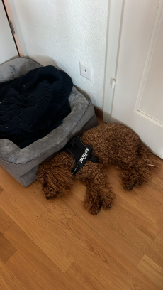 1 Jähriger Kastrierter Maltipoo