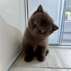 BKH- Kitten suchen …. 