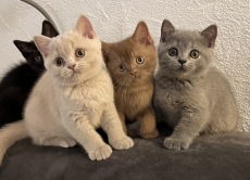 BKH- Kitten suchen …. 