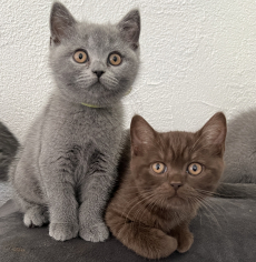 BKH- Kitten suchen …. 