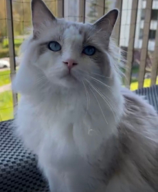 Ragdoll