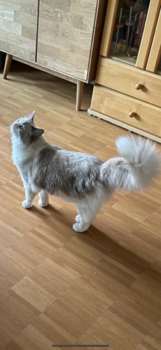 Ragdoll
