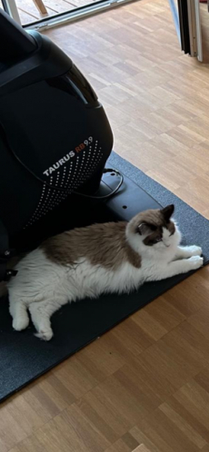 Ragdoll