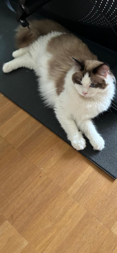 Ragdoll