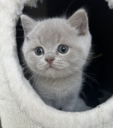 BKH- Kitten suchen ab 7. Aug. 25 …. 