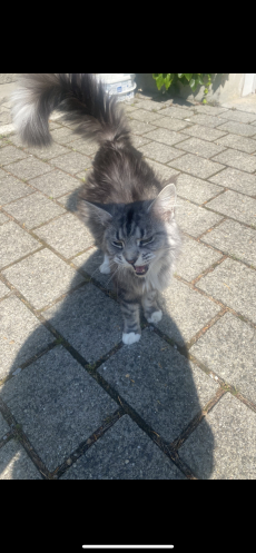 Maine Coon schwanger 